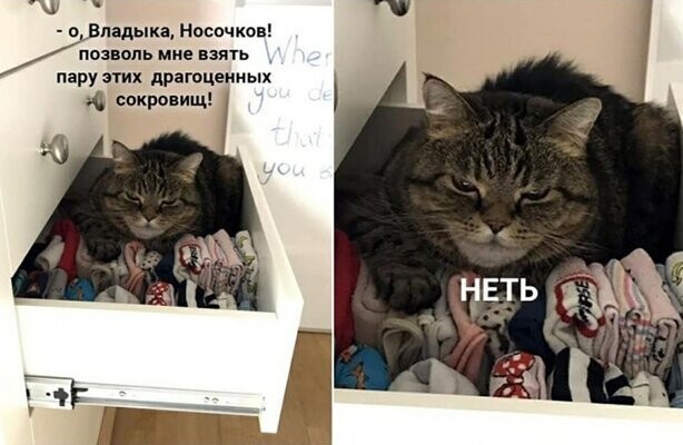 Прикольные и смешные картинки