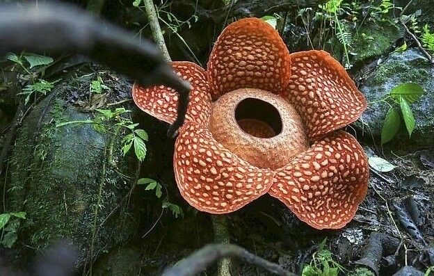 Самый большой цветок в мире расцвел в Индонезии