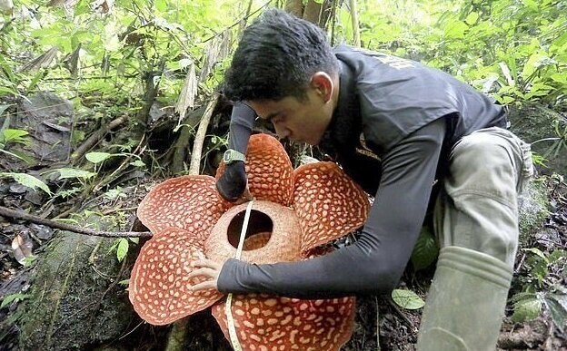 Самый большой цветок в мире расцвел в Индонезии