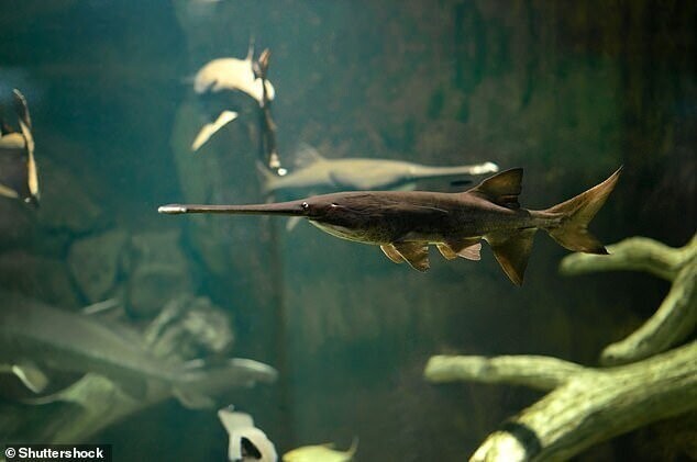 Гигантская рыба из реки Янцзы исчезла с лица Земли
