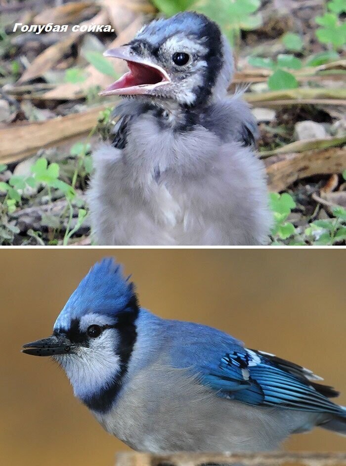 Как выглядят птенцы разных видов птиц