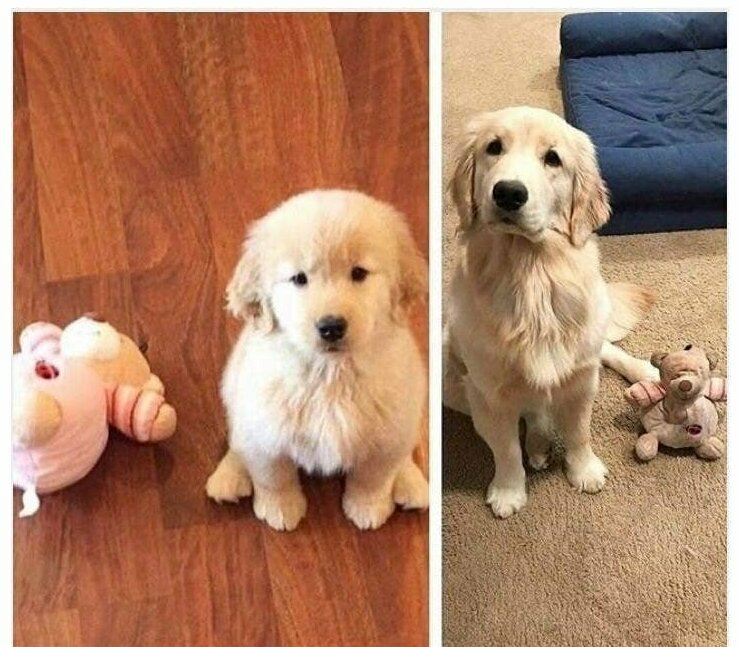 Собаки, которые преданы своим любимым игрушкам