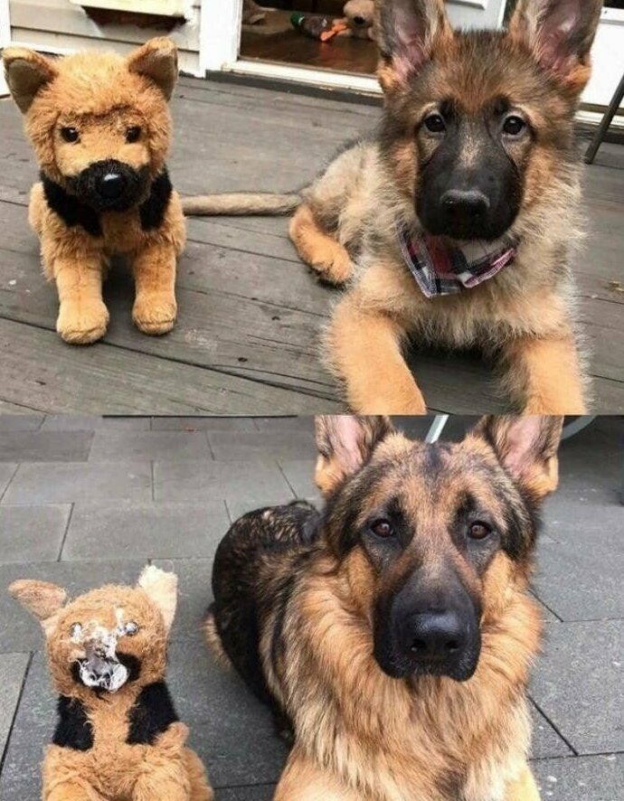 Собаки, которые преданы своим любимым игрушкам