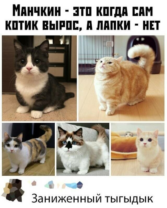 Котовсячина