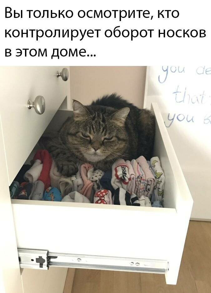 Котовсячина