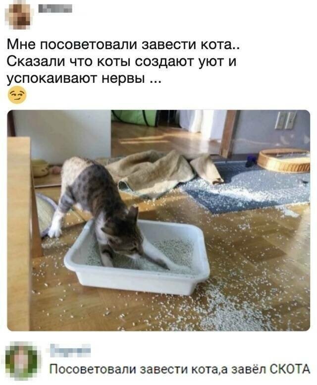 Котовсячина