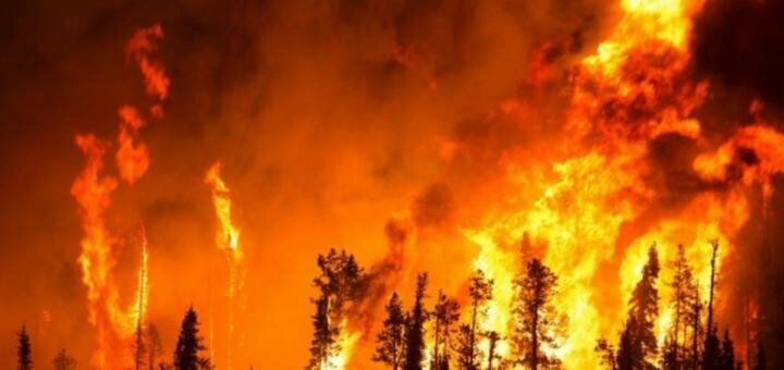Миллионы гектаров леса сгорели