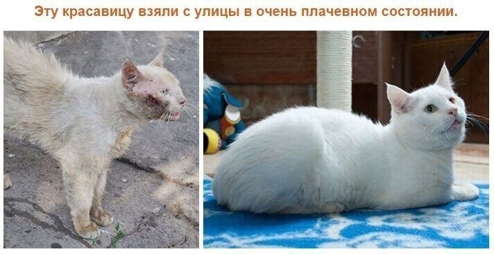 До и после: кошки, выжившие благодаря людям, которые их спасли и полюбили