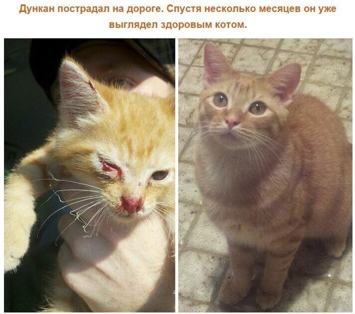 До и после: кошки, выжившие благодаря людям, которые их спасли и полюбили