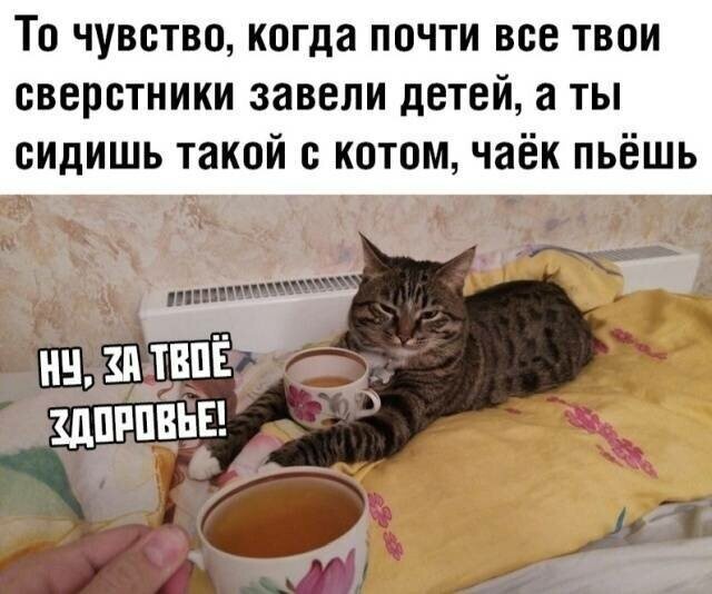 Котовсячина