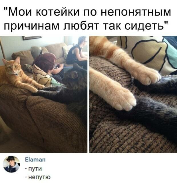 Котовсячина