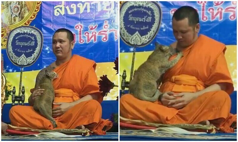 Без шансов: настырная кошка не дает буддийскому монаху молиться