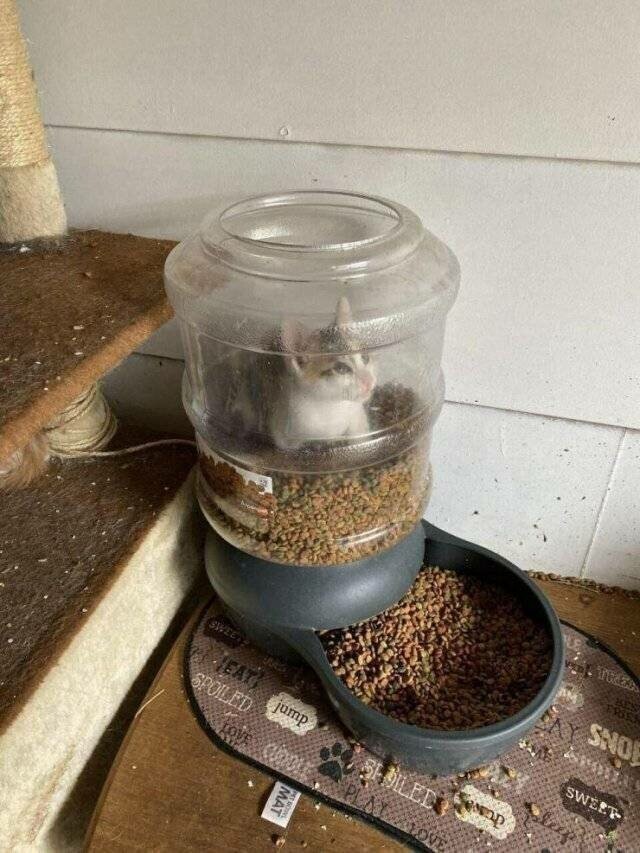 Котовсячина