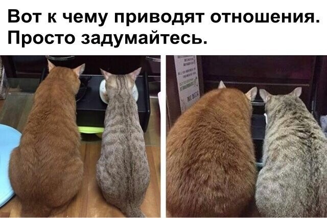 Котовсячина