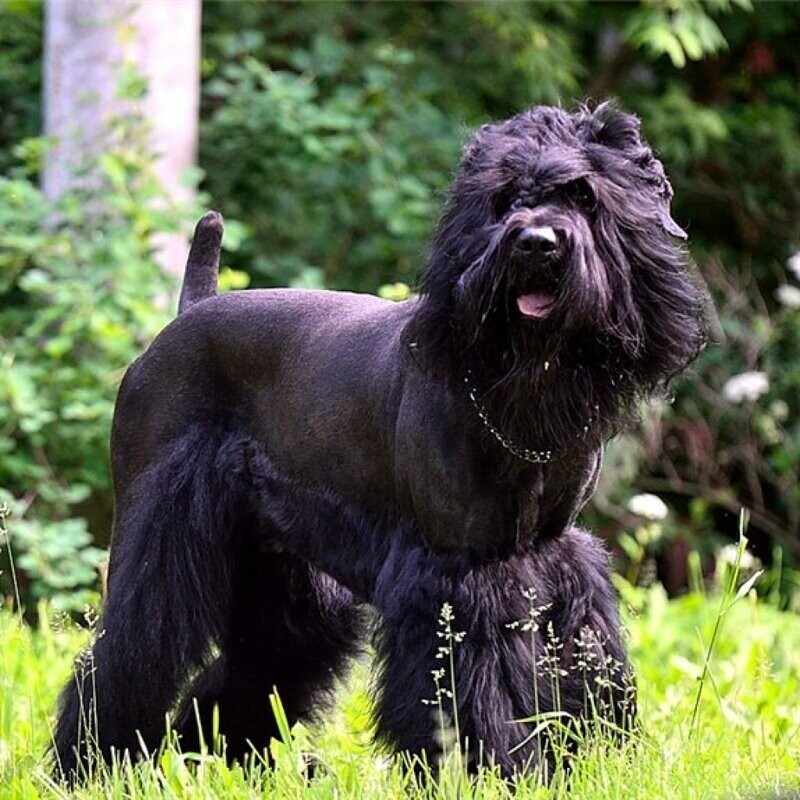Русский черный терьер: жемчужина отечественного собаководства