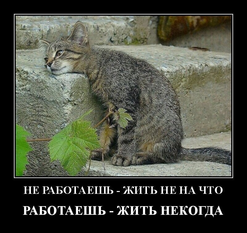 Демотиваторы