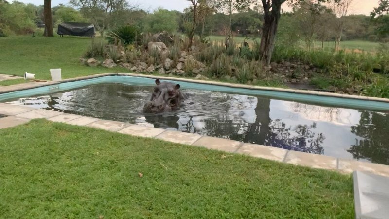 В Ботсване бегемот решил искупаться в бассейне частного дома
