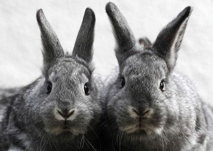 Пестрый мир кроликов