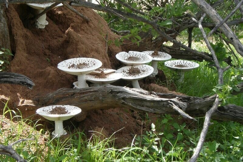 Самый большой съедобный гриб в мире