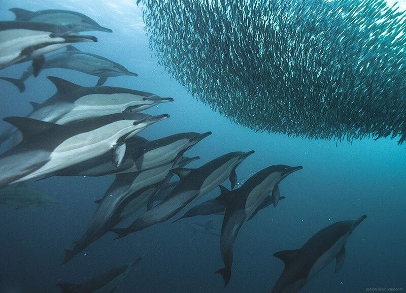 9) Дельфины помогают рыбакам