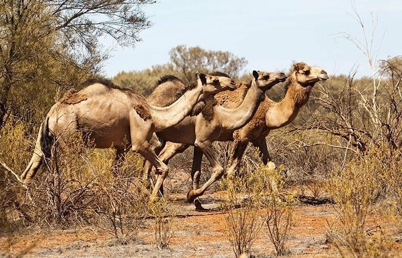 "Слишком много пьют!": на севере Австралии убьют около десяти тысяч диких верблюдов