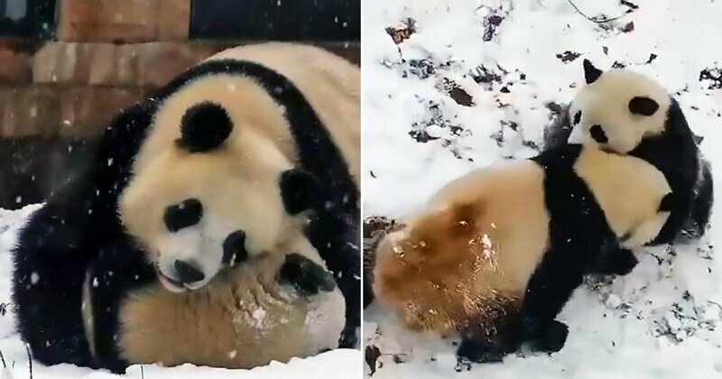Снежные игры очаровательных панд в заповеднике