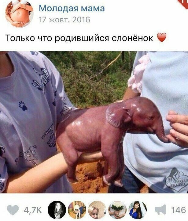 К сожалению это недоношенный мертворожденный слоненок, а новорожденный слоненок весит примерно 90 кг