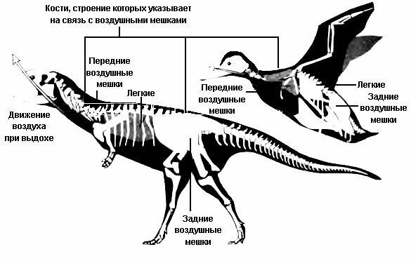 Другие эволюционные преимущества динозавров