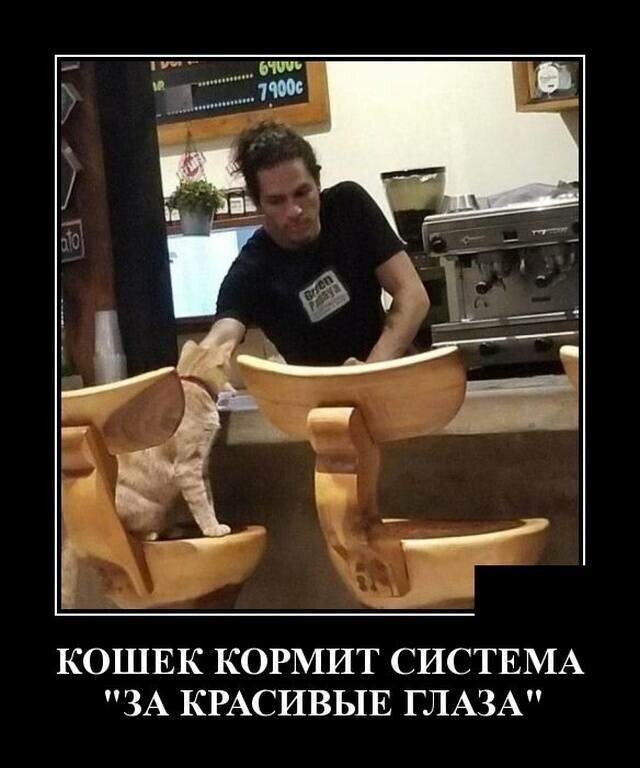 Кошачьи демотиваторы