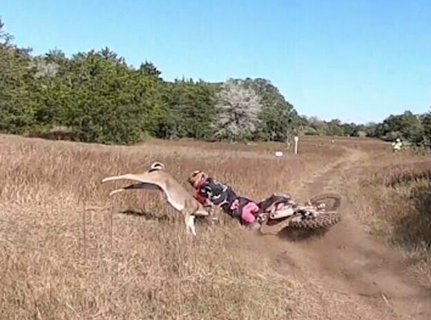 Во время гонки мотоциклиста сбил олень