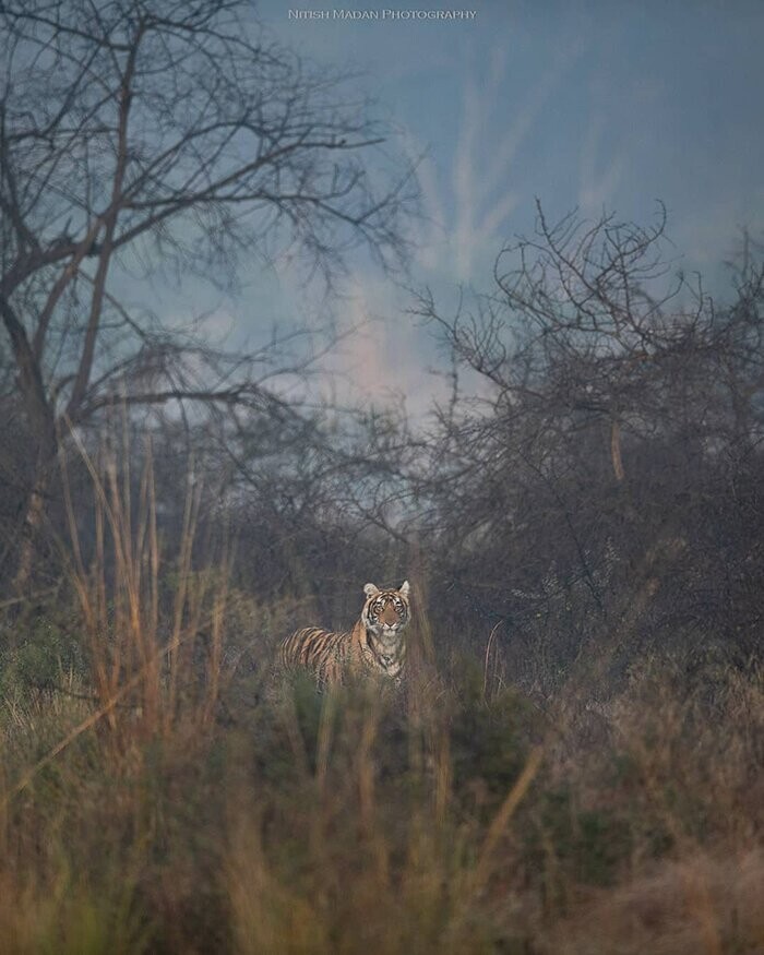 Кроме того, фотограф пытается привлечь внимание общества к проблеме сокращения популяции тигров