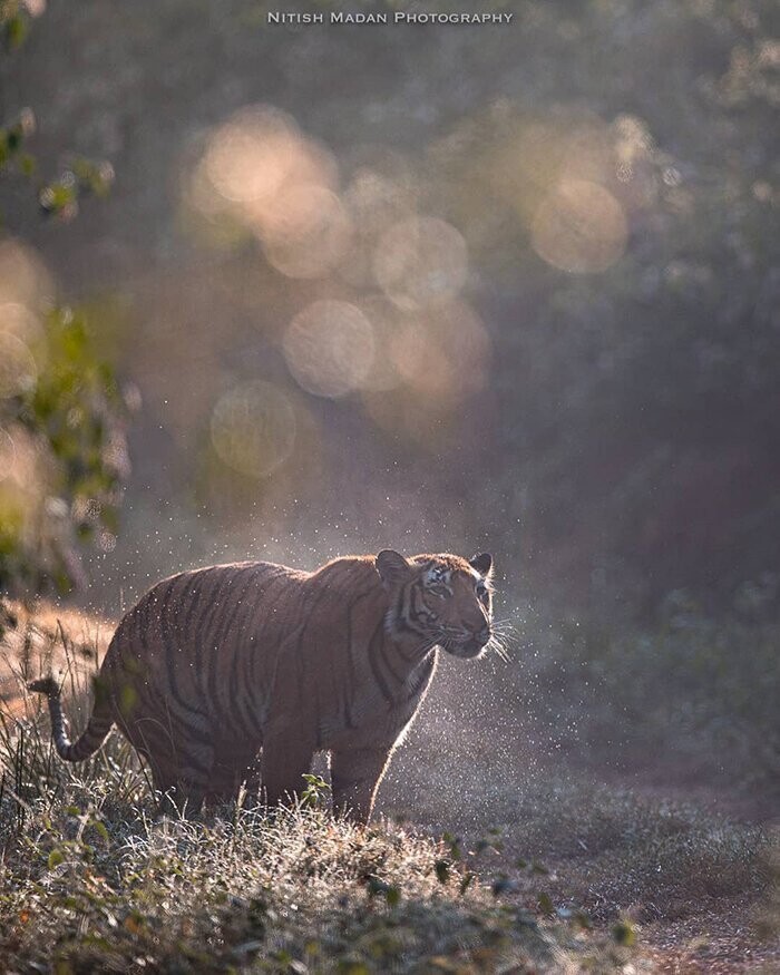 "Общение с тиграми дает мне силы жить", - признается фотограф
