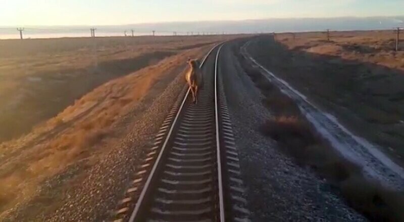 Российский поезд опоздал на 2 часа из-за наглого верблюда