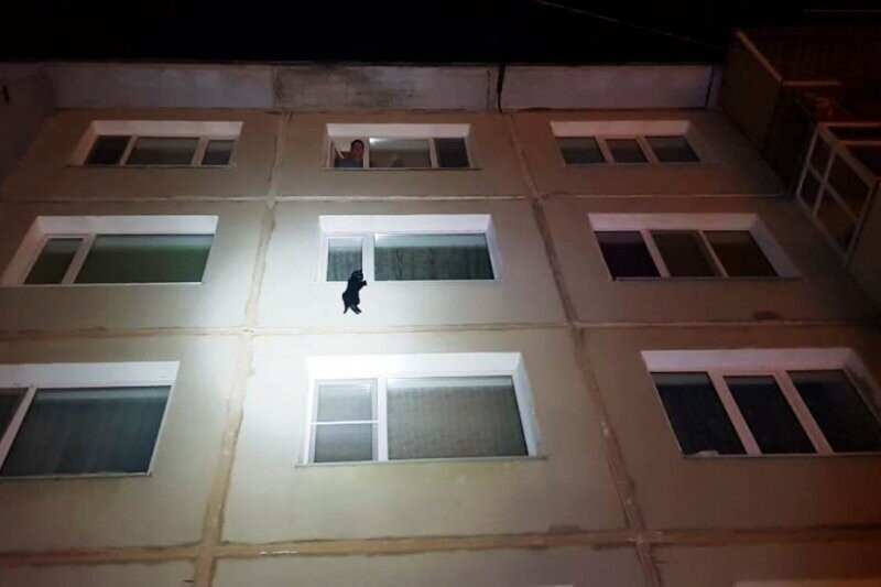 Кота, повисшего на окне четвертого этажа, спасли в Магадане