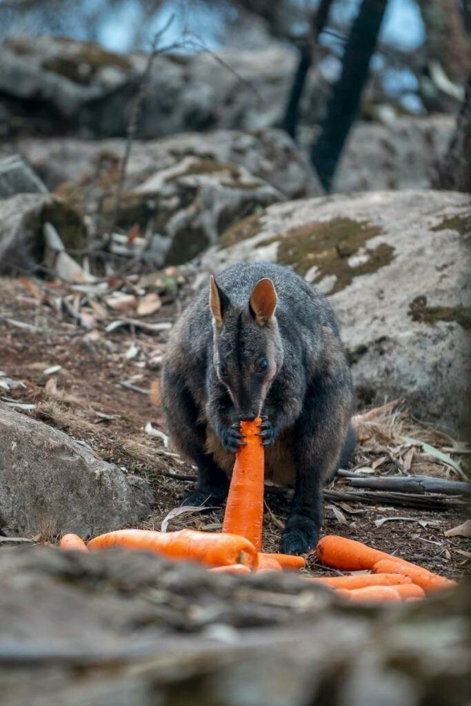 Австралийцы сбрасывают тысячи килограммов моркови и картофеля для голодающих животных