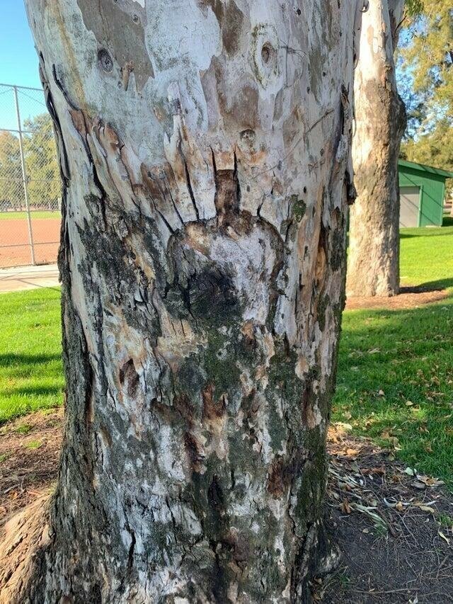 Эта кора дерева напоминает Бэтмена
