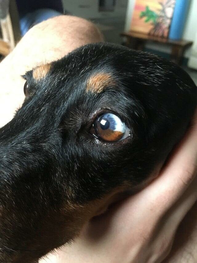 "Глаз моей собаки наполовину голубой, а наполовину коричневый"