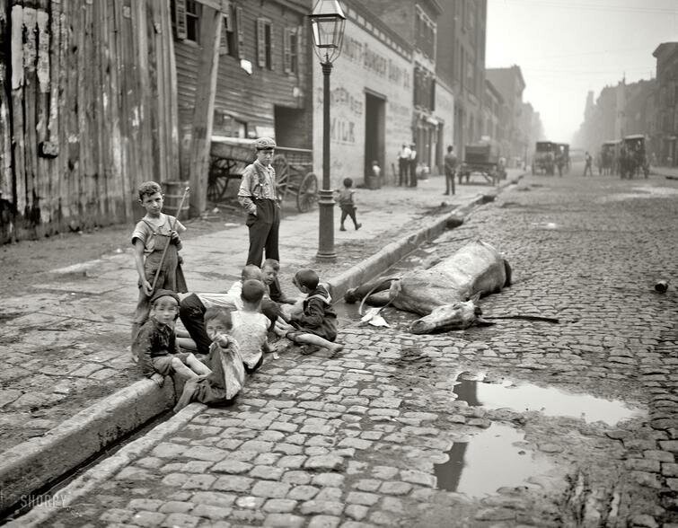 Дети играют на улице, несмотря на мертвую лошадь рядом, Нью-Йорк, 1905 год 