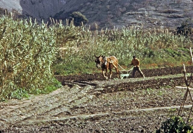 Фермер в Андалусии, 1977