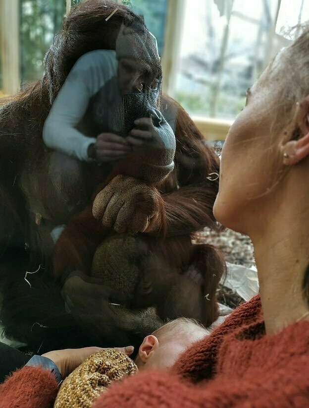 Молодая мать и самка орангутана поняли друг друга