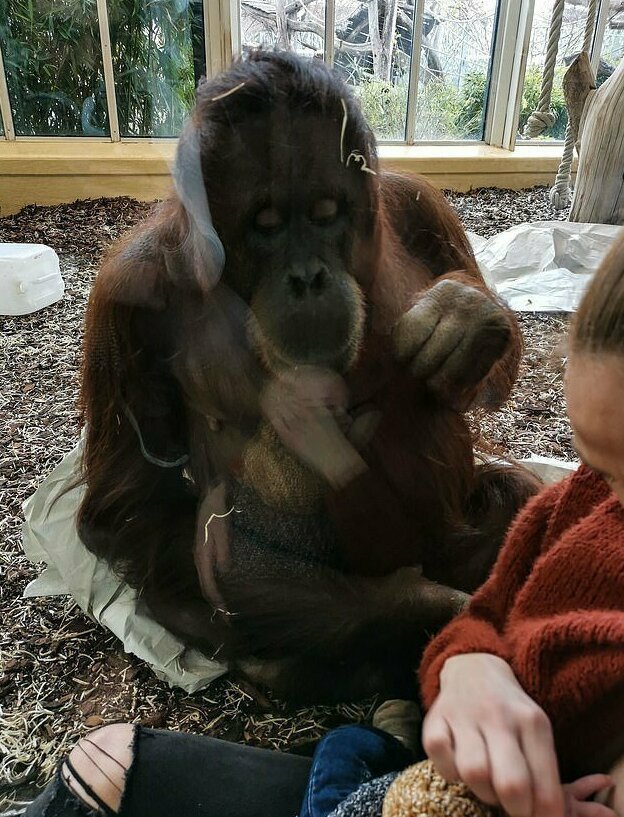 Молодая мать и самка орангутана поняли друг друга
