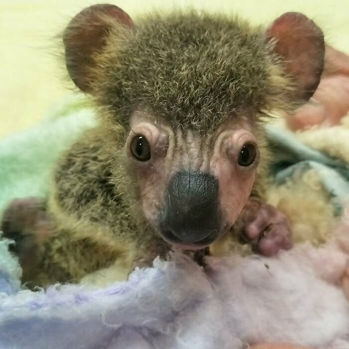 Чудесное преображение детеныша коалы, спасенного из австралийских пожаров