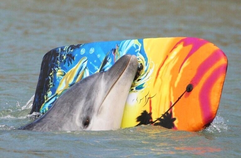 Дельфин Моко: спас семью кашалотов