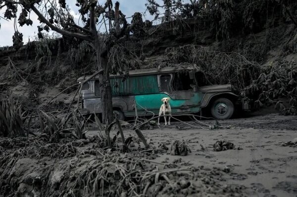 10. Брошенная собака после извержения, Талисай, Батангас.