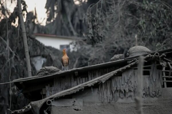 2. Птица сидит на крыше, покрытой пеплом, Талисай, Батангас.