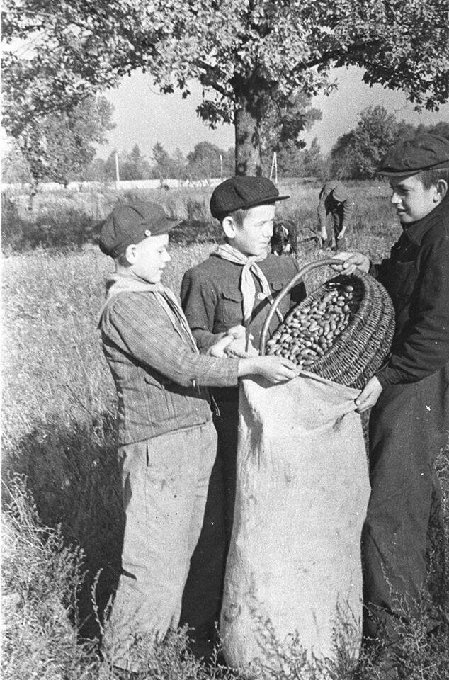 Обильный урожай... 1950-е 