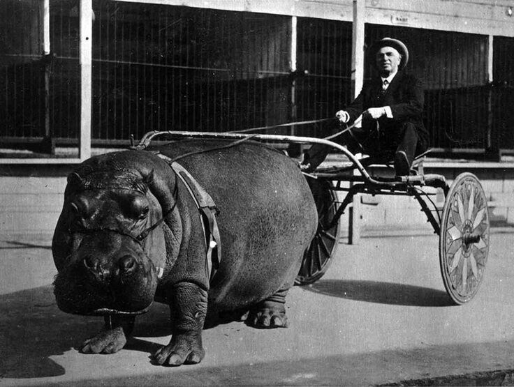 Повозка, запряжённая бегемотом, 1924 год. 