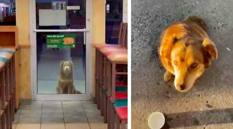 Бродячая собака каждый день посещает магазин для бесплатного сэндвича