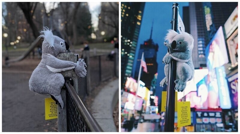 Нью-Йорк заполонили плюшевые коалы