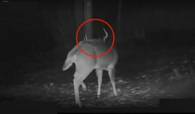 Захватывающее и уникальное видео показывает, как олень сбрасывает свои рога